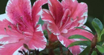 Explore Nature at the San Diego Botanic Garden sd-botanic-garden-featured