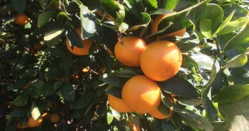 Celebrate Ojai Pixie Season ojai pixie groves