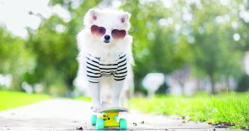 Los Angeles Spots to Eat, Drink + Play with Your Dog max-bone