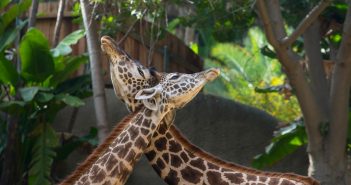 LA Weekend Events Roundup Feb. 9-14 la-roundup-featured