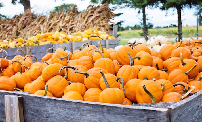 Fall Festival