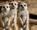 sdz-safari-park