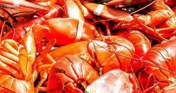 Things To Do This Weekend | LA Weekend Events Roundup 9.12.14 lobster-fest-featured