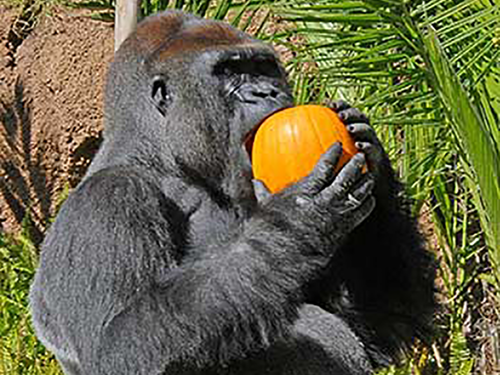 Boo at the Zoo photo Jamie Pham