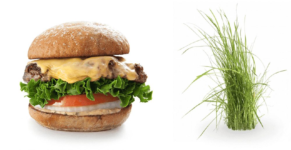 Burger Lounge