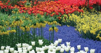 Top Spots Around where Spring Really Blossoms flowers