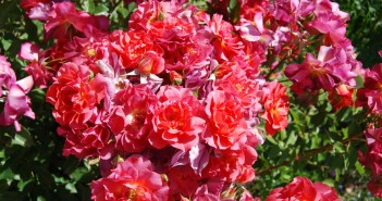 Los Angeles Things To Do In May 2016 Rose Festival at Descanso Gardens
