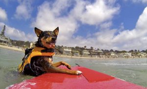 surf-dog competition