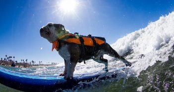 Orange County Weekend Events Roundup 9.22.16 Unleashed by Petco Surf Dog Competition