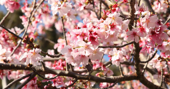 Orange County Weekend Events Roundup March 14-17 BANNER-Cherry-Blossom-Festival