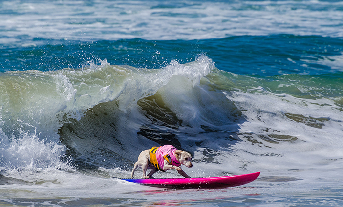 Surf City Surf Dog photo by Charmaine Gray