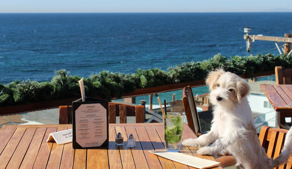 22-pet-friendly-restaurants-in-manila-to-spoil-your-four-legged-bff-booky