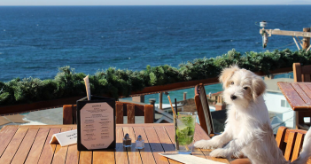 Discover These 16 Dog-Friendly Restaurants in Orange County The-Rooftop-Lounge-photo-courtesy-Ajenda-PR