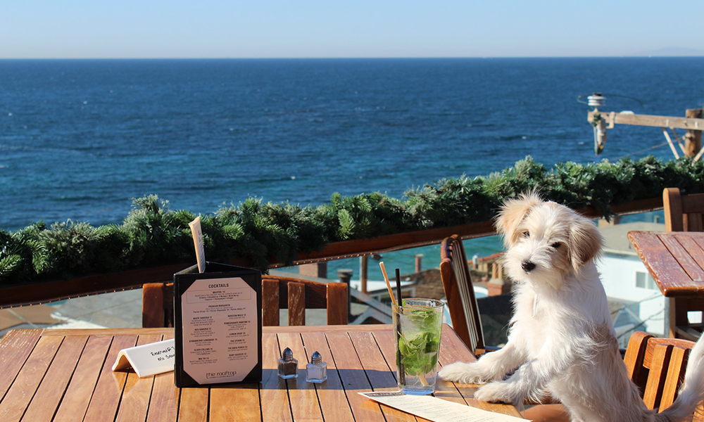 is laguna beach dog friendly