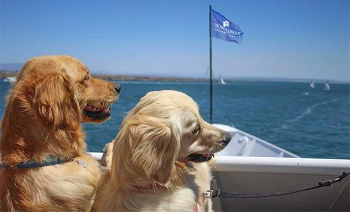 Dogs-on-Deck-Cruise-photo-by-Hornblower-Cruises-&-Events