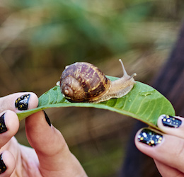 City Nature Challenge photo courtesy of the Natural History Museum of LA County