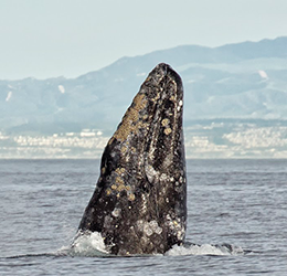 47th-Annual-Festival-of-Whales-photo-by-Chrisitina-de-la-Fuente