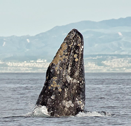 Festival of Whales photo by Christina de la Fuente