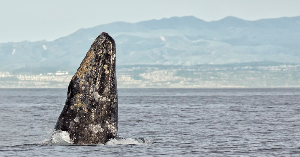 BANNER-47th-Annual-Festival-of-Whales-photo-by-Chrisitina-de-la-Fuente