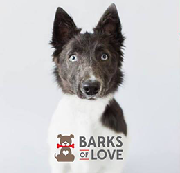 Barks-of-Love