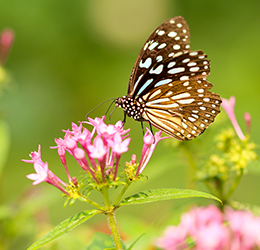 Butterfly-photo-by-Boris-Smokrovic-on-Unsplash