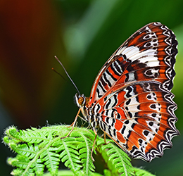 Butterfly-photo-by-David-Clode