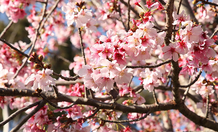 Cherry-Blossom-Festival