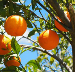 Citrus-Care-and-Pruning-Class