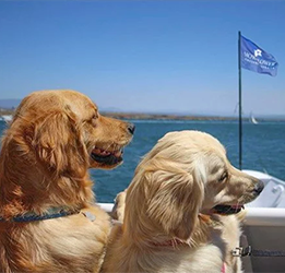 Dogs-on-Deck-Cruise-photo-by-Hornblower-Cruises-&-Events