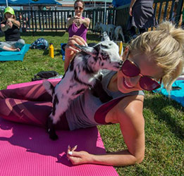 Goat-Yoga-photo-courtesy-OC-Fair-&-Events-Center