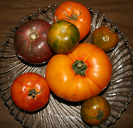 Growing-WInter-Tomatoes