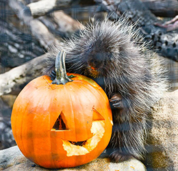 Halloween-Zoo-tacualr