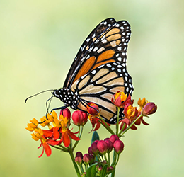 Monarch-Butterfly-photo-courtesy-Casa-Romantica-Cultural-Center-&-Gardens