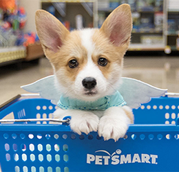 National Adoption Weekend at Petsmart