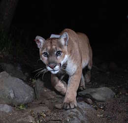 The Story of P-22, L.A.’s Most Famous Feline photo by Miguel Ordeñana