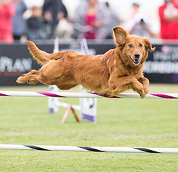 Purina-Pro-Plan-Incredible-Dog-Challenge