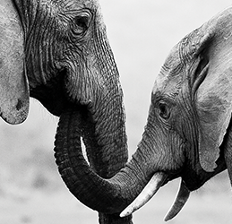 Save-the-Elephants-Benefit