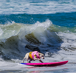 Surf-City-Surf-Dog-by-Charmaine-Gray