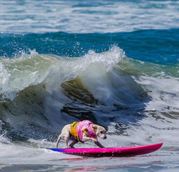 Surf City Surf Dog photo by Charmaine Gray