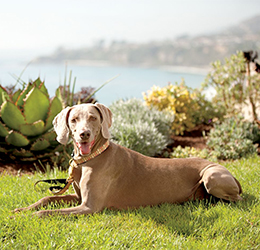 Yappy-Hour-photo-courtesy-The-Ritz-Carlton,-Laguna-Niguel