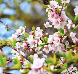 Cherry Blossom Festival