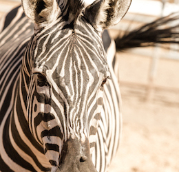 National Zebra Week at Malibu Wines