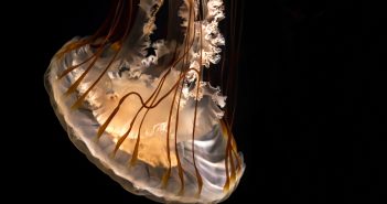 Explore and Learn With SoCal Museums