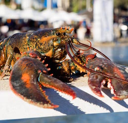 22nd Annual Redondo Beach Lobster Festival