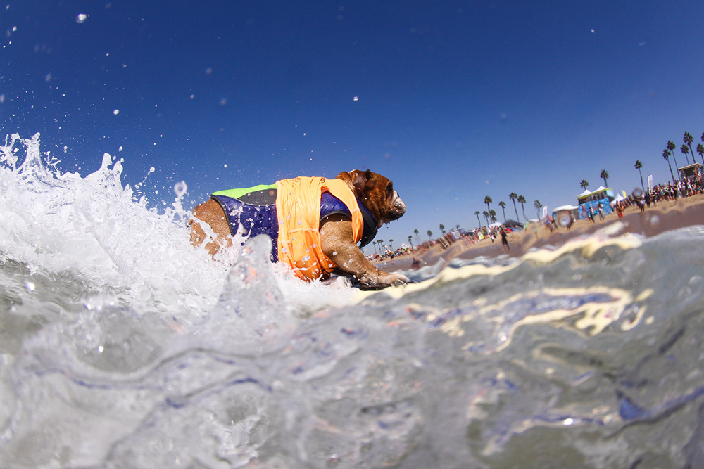 Surf-City-Surf-Dog-1000x