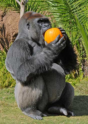 Boo at the Zoo photo by Jamie Pham