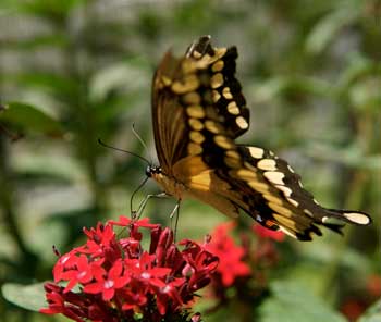 butterfly pavilion natural history museum los angeles