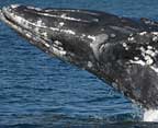 dana-wharf-whalewatching