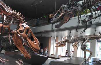 dinosaurs-natural-history-museum
