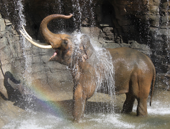 Elephants of Asia at Los Angeles Zoo